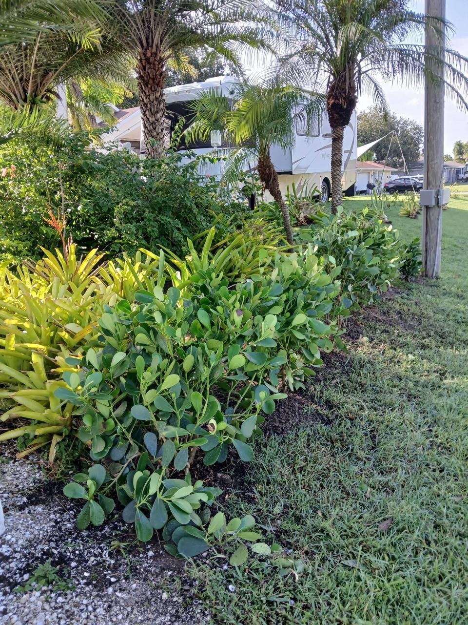 Palmeras y tropical