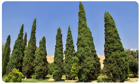 Árboles de Sombra